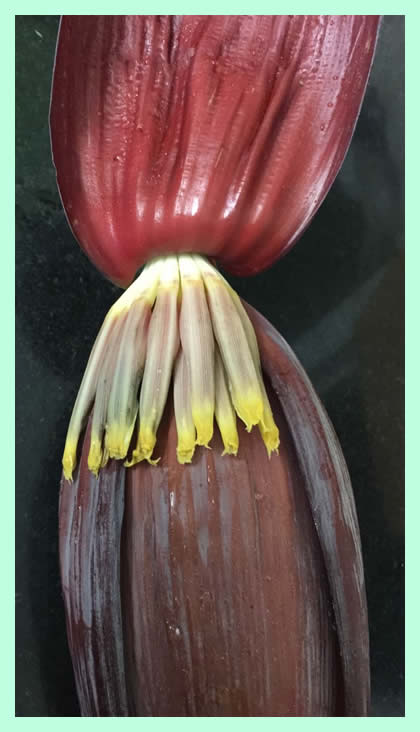 Banana flower