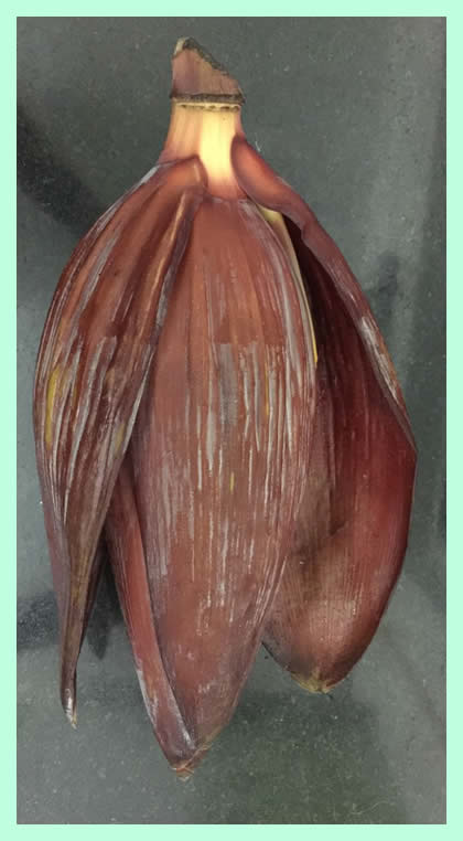 Banana flower whole