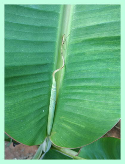 Banana leaf in a banana tree