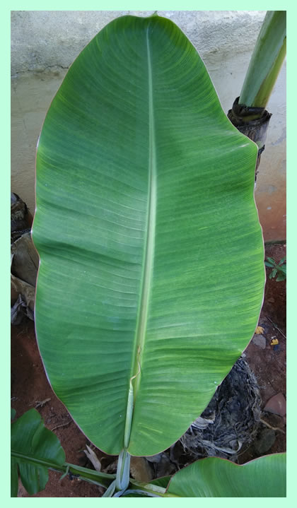 Banana leaf in a banana tree