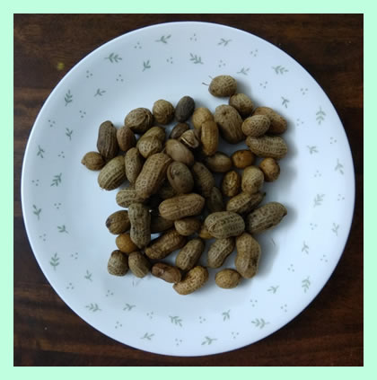 boiled-groundnut-with-shell