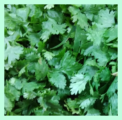 coriander-leaves-cilantro