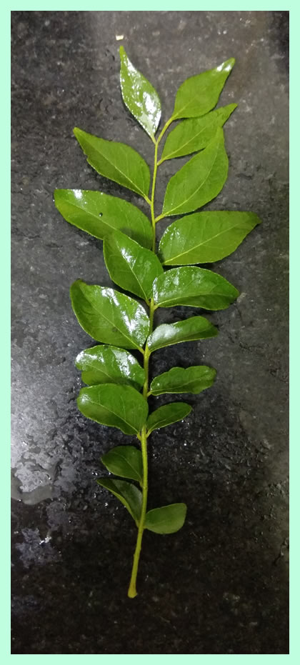 curry leaves