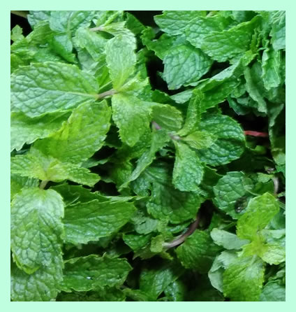 mint-leaves
